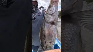 Robalo #robalo #fishing #fish #viral #JRpesca #pesca #pescadeportiva