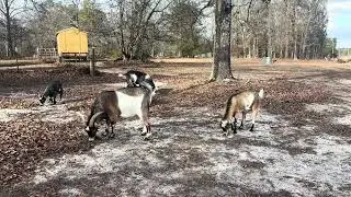 Goats on the Loose: Acorn Feast in the Wild!” 🌰🐐