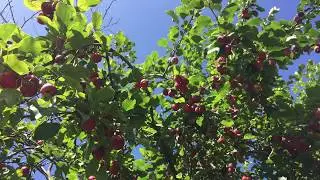 Россия. 02.09.2017. Russia. 02/09/2017