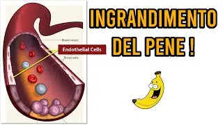 Tecnica BFR: Arterializzazione per un pene pi&ugrave; grande ! Angion Method