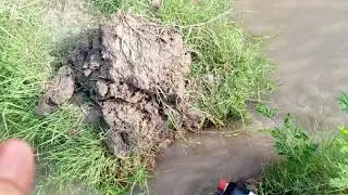 What is humic acid and benefits of humicacid in sugarcane crop