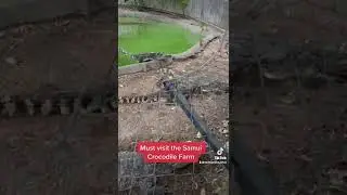 Samui Crocodile Farm | Things To Do in Koh Samui Thailand
