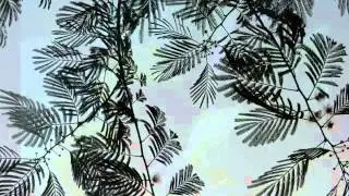 treelines
