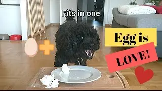 Dog eating hard boiled egg (with funny captions)