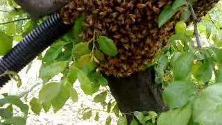 aspirasciami aspiratore sciami d'api