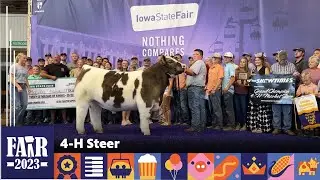 4-H Steer – Fair 2023