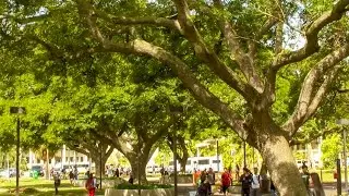 UH Mānoa campus an accredited arboretum