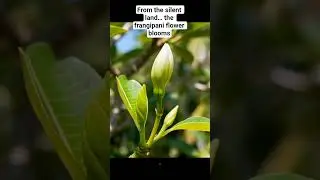 Plumeria Tree Grows & Blooms! #shorts #timelapse #frangipaniflower