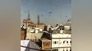 Locust swarm attacks India 2020: Rajasthan