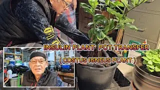 Vlog#176 Insulin Plant (Costus Igneus) plant pot transfer.