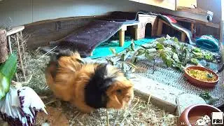 Our Guinea Pigs - Week 42