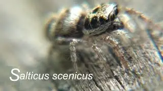 Salticus scenicus