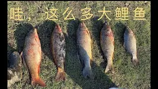 51, Catching Carp in Sumas River at Exit 99  . 99号出口的苏马斯河里钓鲤鱼