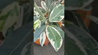 ||some beautiful plants in my gardan||#shorts#shortfeed #ytfeed