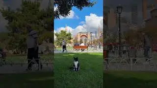 #catsofistanbul #cat #kedi #kedivideoları #catshorts #catvideos #kediler #istanbulkedileri #istanbul