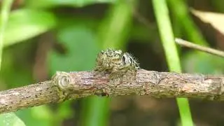 Jumping Spider - Macro Short : Macro Videoography  With Samsung S23Ultra