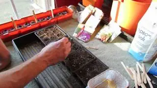 Great Herbs! How to Seed Start Rosemary Indoors: Start Early! - MFG 2014