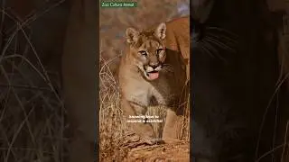 Think You Can Outrun a Mountain Lion? Think Again!