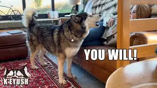 My Husky Argues With EVERYONE On Holiday!