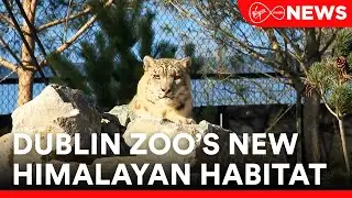 Dublin zoo has opened a new Himalayan Habitat, which will house its red pandas and snow leopards