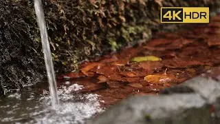 Peaceful Nature Stream | Relaxing Water Loop (1 Hour) for Meditation