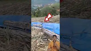 Cara Cerdas Angkut Tebu di Lahan Miring! #Tani #tebu #Dorong #Panen #Viral #Trending #shorts  #FYP