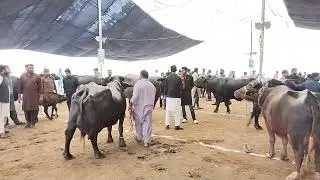 Buffalo and Bull Beauty Competition