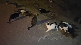 This became overwhelming, I can't control cat population!