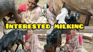 Interested 😍in goats and sheep milking 🔥