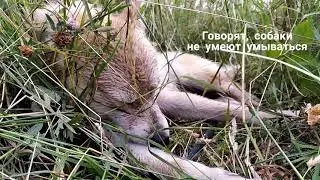 Как умывается мой пёс (короткое промо) | Pet Family