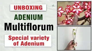 Adenium Multiflorum unboxing || Special variety of Adenium @terracegardeningart