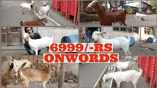6999/- Rs ONWORDS | FEMALE GOAT COLLECTION | GANI COMPOUND | MUMBAI BHIWANDI@msqvlogs5186