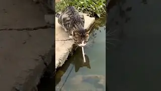 cat Tumhara Kya talent hai 🫢#cat #shorts