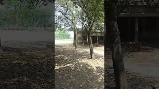 natural life,village life #livestream #lifestyle #difficult #defferent