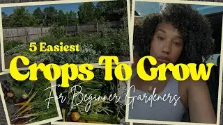 5 Easiest Crops To Grow for Beginner Gardeners