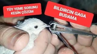BILDIRCIN T&Uuml;Y YEMESİNE KESİN &Ccedil;&Ouml;Z&Uuml;M GAGA BUDAMA @ResulHOY #bıldırcın #k&uuml;mes #tavuk #g&uuml;vercin 