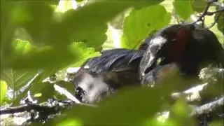 Dabchick - Grebes