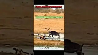 Sable antelope vs wild dog #trending #viralvideo #animals #wildlife #wildlife #wilddog #antelope