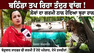 Bathinda ਤਪ ਰਿਹਾ ਤੰਦੂਰ ਵਾਂਗ ! ਲੋਕਾਂ ਦਾ ਗਰਮੀ ਨਾਲ ਹੋਇਆ ਬੁਰਾ ਹਾਲ, ਬੇਜ਼ੁਬਾਨ Animal ਵੀ ਗਰਮੀ ਤੋਂ ਹੋਏ ਪਰੇਸ਼ਾਨ
