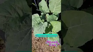 After Freeze Garden #gardening #zone10a  #growyourownfood #gardenshorts #shorts #fyp