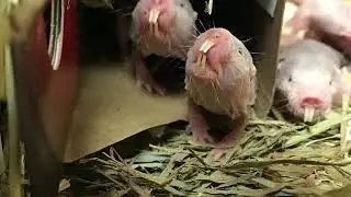 Inside Look - Naked Mole Rats