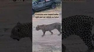 Massive Male Leopard walks right past us #shorts #wildlife #safari