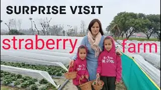 Farm Visit 🍓🍓#super star family #strawberry #enjoyed #fun #trending #viral #youtube #vlog #vlogger