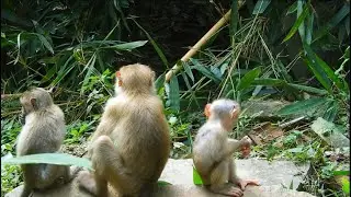Cute mom and cute BB monkey Sovana team are good style