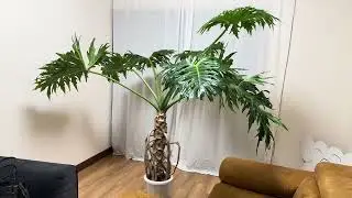 セロームの部屋 Selloum's Room #観葉植物 Philodendron selloum Horsehead philodendronフィロデンドロンセローム  #セローム #selloum
