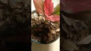 Aglaonema Rotundum Tiger Mutation aka Red Vein