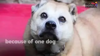 Dodo Heroes | Ep3 preview #2 | Meet Nowzad, a dog rescued from war torn Afghanistan
