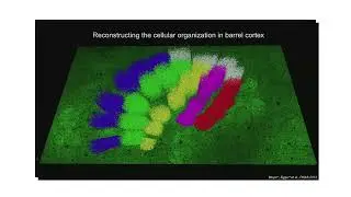 Marcel Oberlaender - Towards brain-wide simulations of sensation and perception in rodents