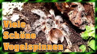 Welche neuen Spinnen sind eingezogen? | Neue Vogelspinnen