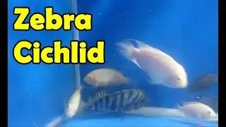 Белая зебра Цихлиды